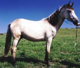 Macho Hombr�
