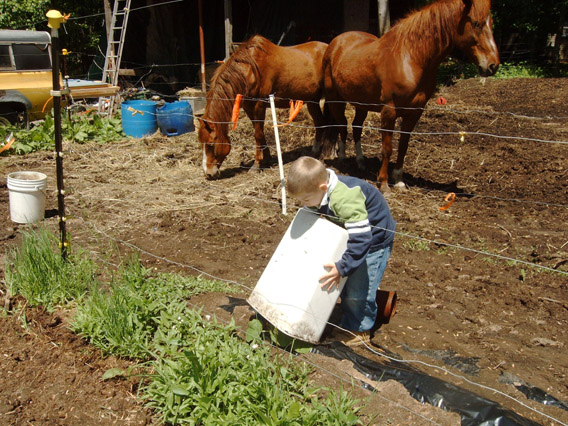 Protecting the plants for a late frose.